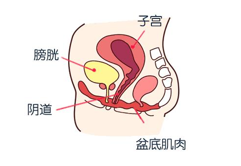 重阳节，关注中老年女性的盆底健康(图1)