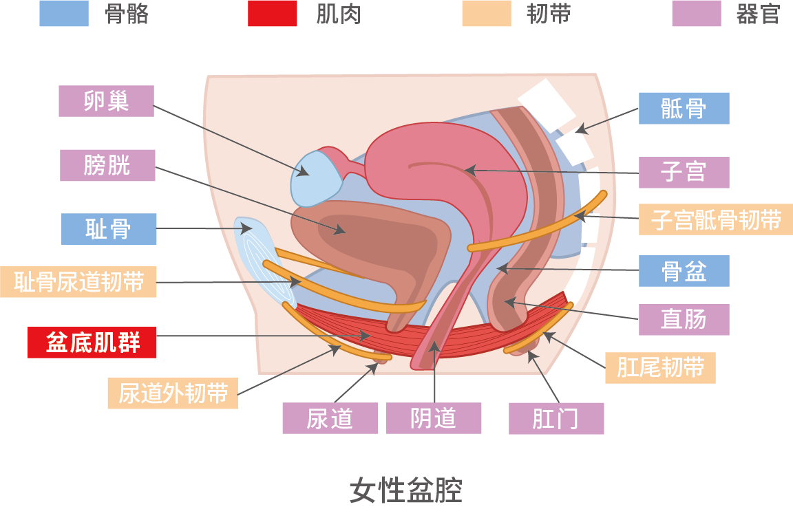 妇科炎症能做盆底康复？盆底康复会引起白带异常吗？