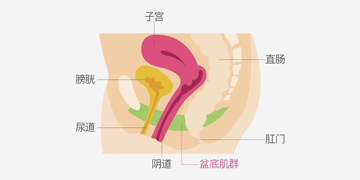 产后腹直肌和盆底肌修复有必要做吗?(图1) 产后腹直肌和盆底肌修复有必要做吗?(图1)