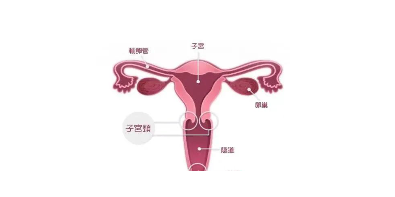 宫颈癌是什么原因引起的?这4种预防手段,很多人都遗漏了(图1) 宫颈癌是什么原因引起的?这4种预防手段,很多人都遗漏了(图1)